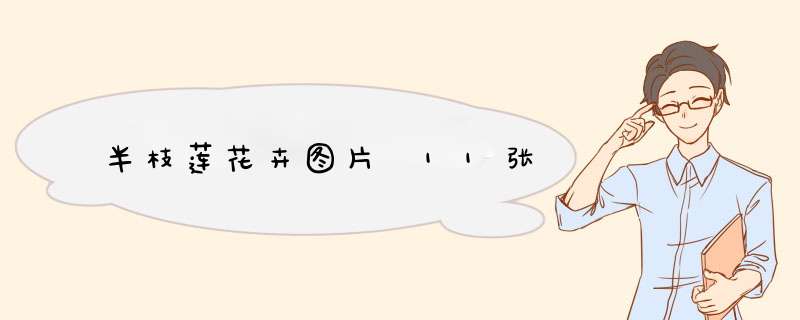 半枝莲花卉图片 11张